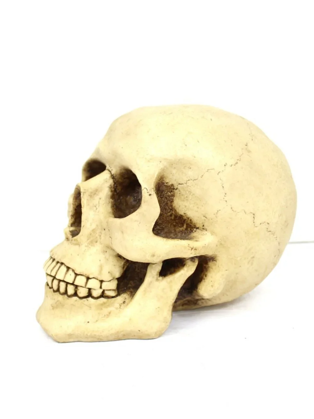 1997 WUI SUMMIT REALISTIC HUMAN SKULL HEAD VINTAGE RESIN 8X5.75X7